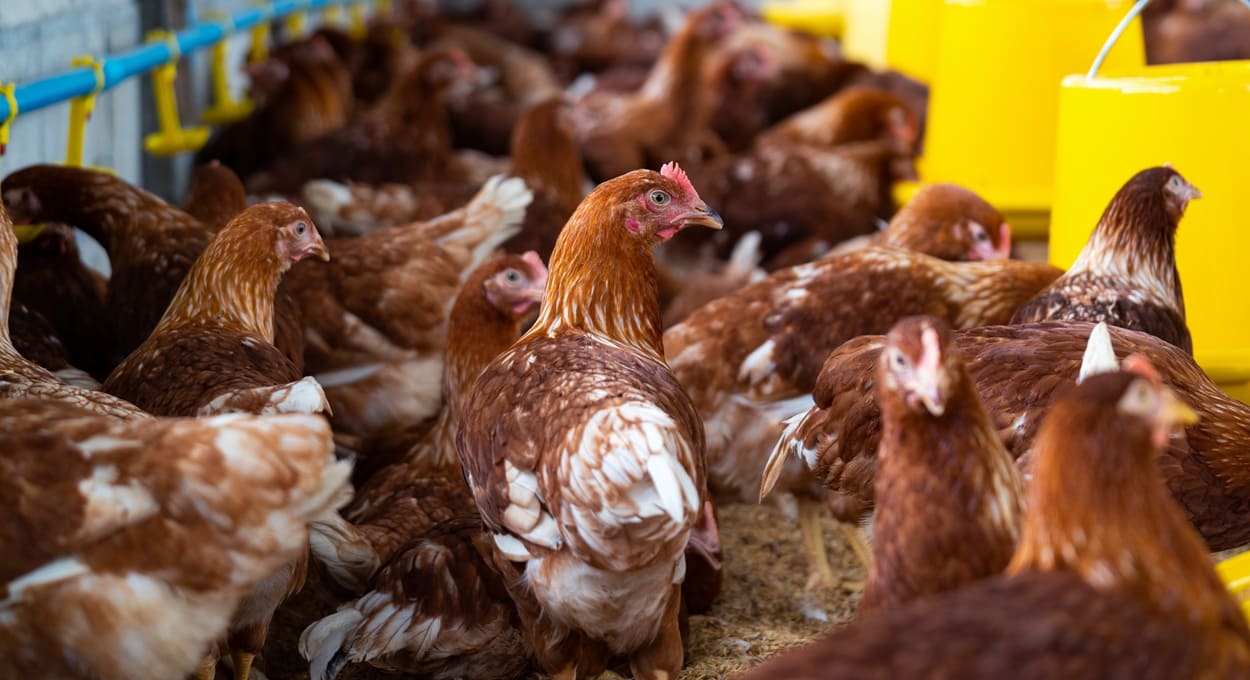 Argentina teve casos de gripe aviária em granjas comerciais no ano de 2023.