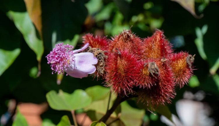 Por sua beleza e versatilidade, urucum está presente em vários jardins de Foz do Iguaçu.