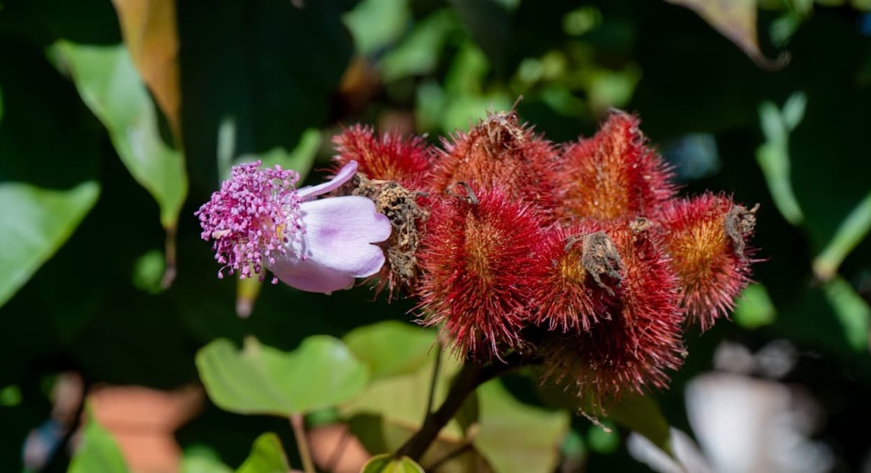 Por sua beleza e versatilidade, urucum está presente em vários jardins de Foz do Iguaçu.