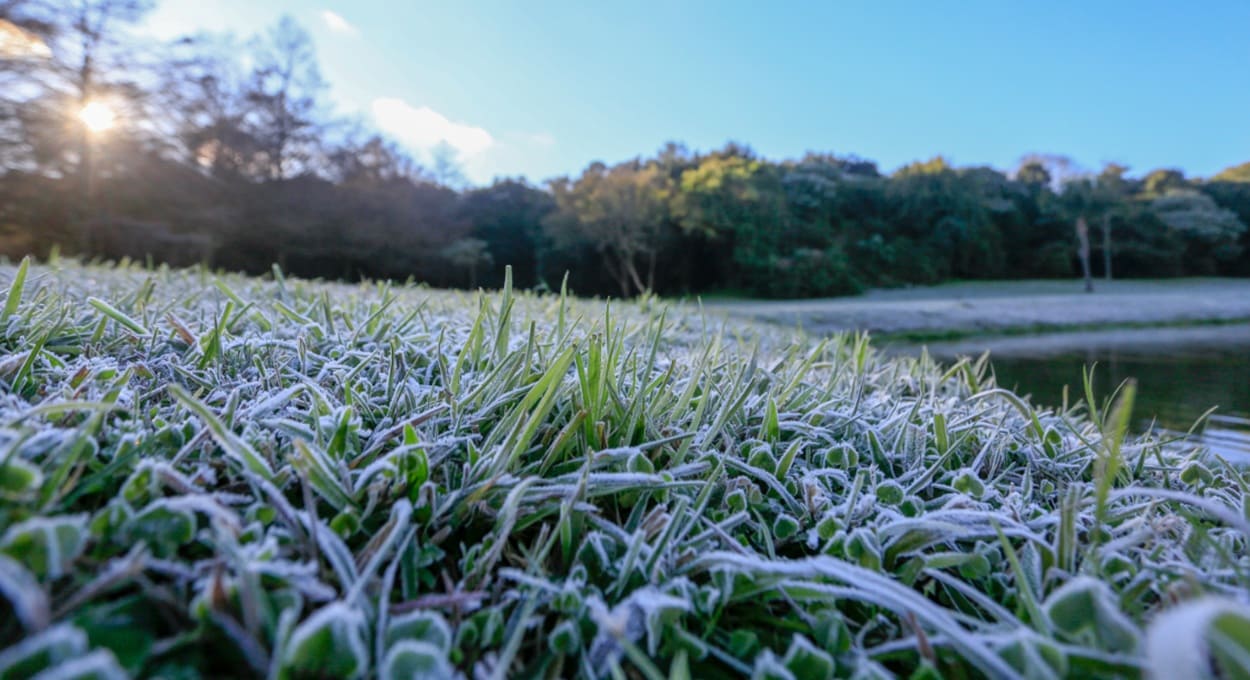 Onda de frio aumentará chances de geadas em várias regiões do Paraná.