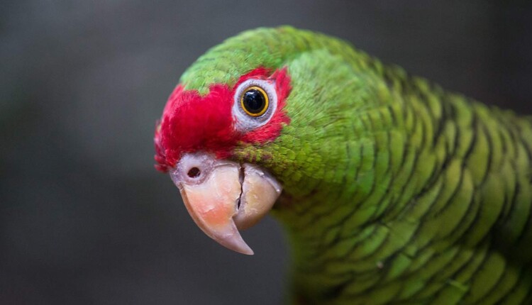 Parque das Aves - Divulgação