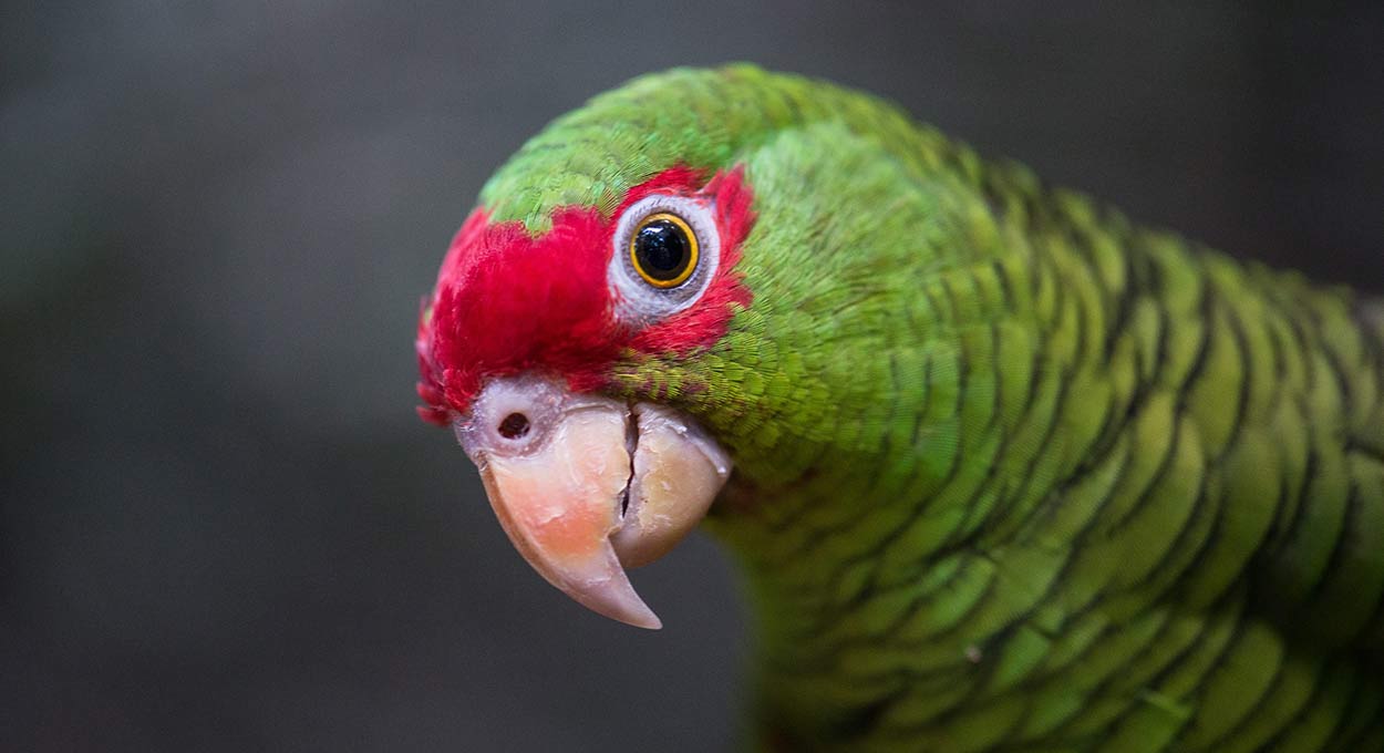 Parque das Aves - Divulgação