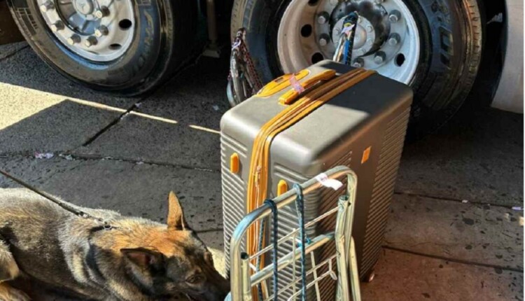 Cães farejam droga