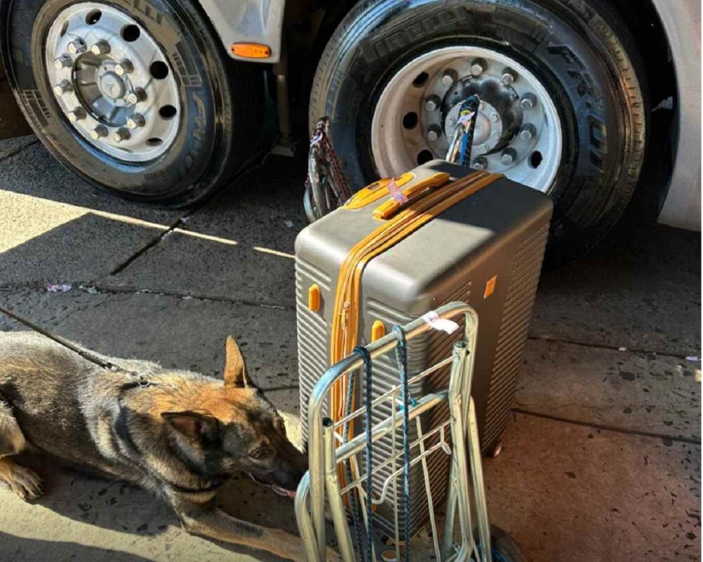 Cães farejam droga