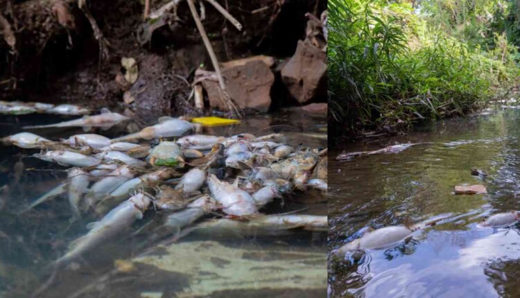 Moradores denunciam despejo de produto e morte de peixes no Rio Boicy