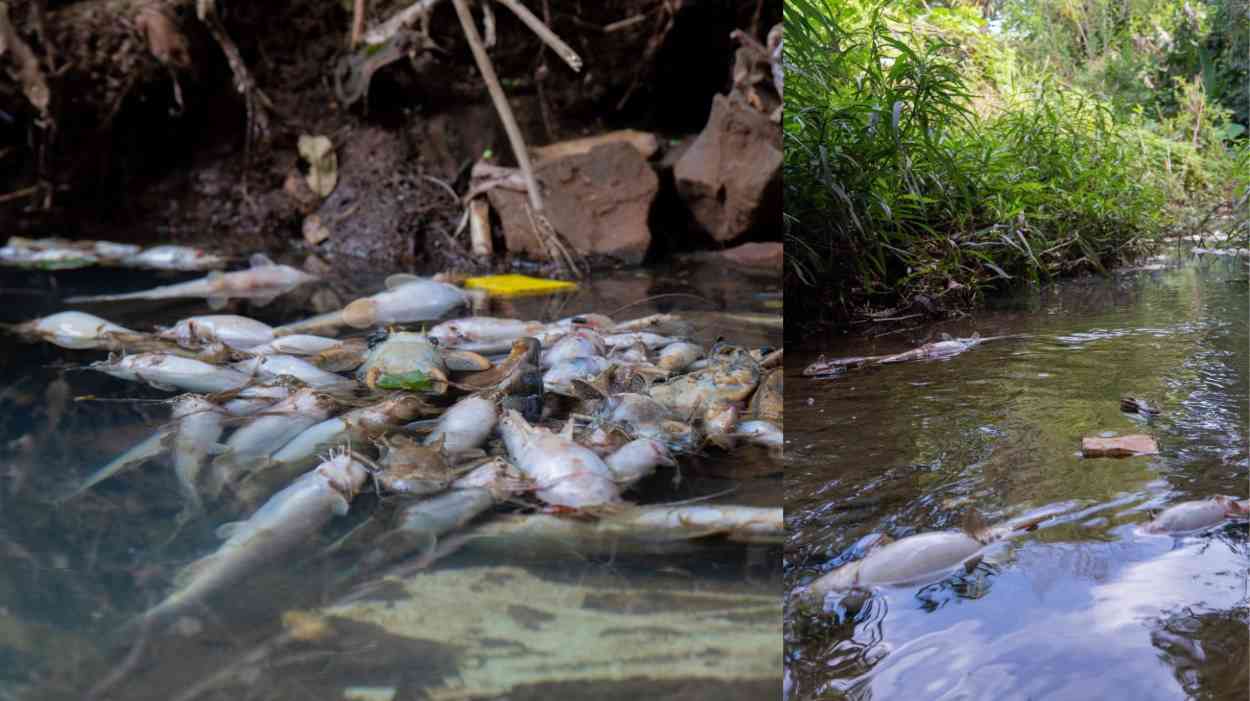 Moradores denunciam despejo de produto e morte de peixes no Rio Boicy