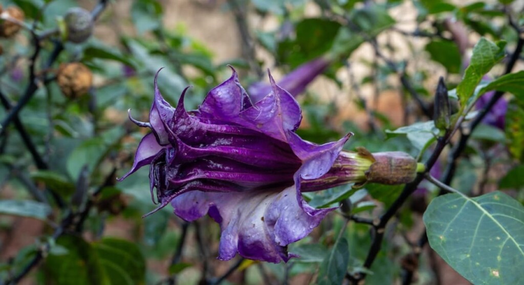 Conheça a flor e o fruto da trombeta-roxa em Foz do Iguaçu
