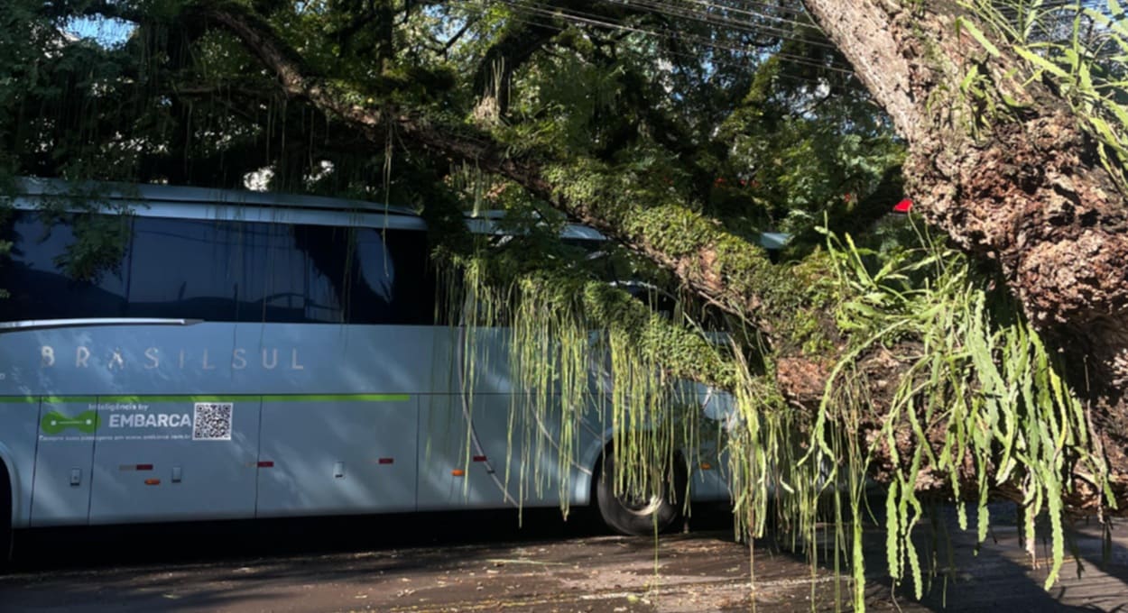 No momento da queda da árvore, temporal já tinha terminado em Foz do Iguaçu.