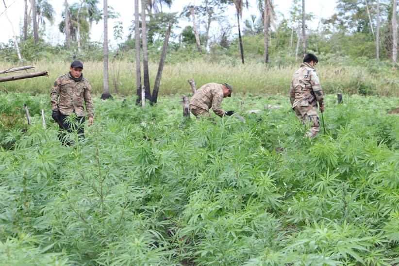Agentes antidrogas do Paraguai eliminam plantações de maconha.