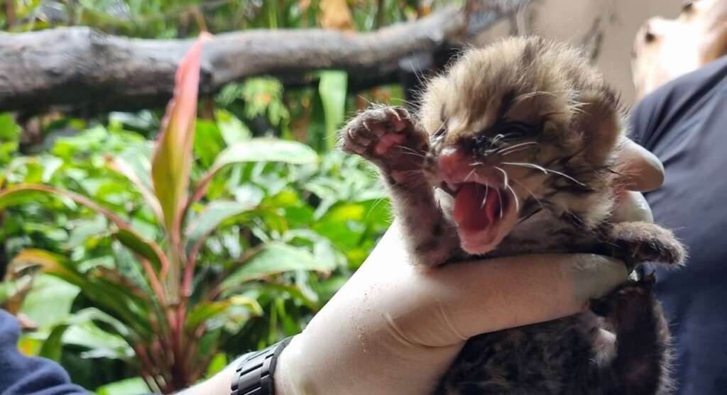 Filhote de gato-maracajá nasce no refúgio biológico de Itaipu