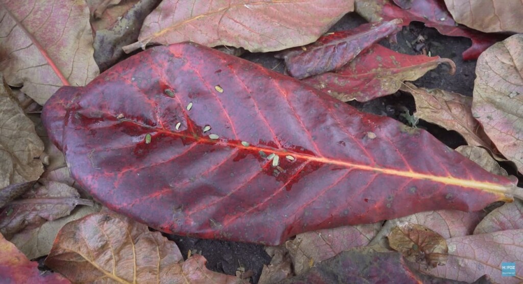 After all, why do tree leaves fall in autumn and winter?