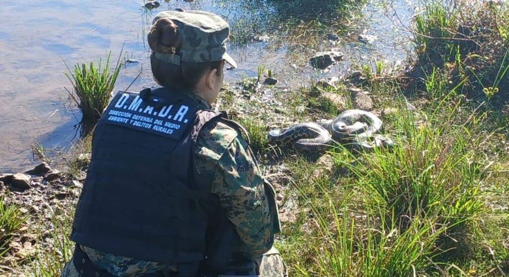 Cobra sucuri resgatada na Argentina é devolvida ao Rio Paraná