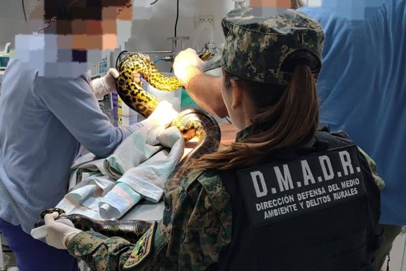 Animal recebeu cuidados enquanto esteve sob a guarda das autoridades argentinas.