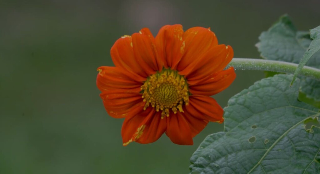 Discover a different species of sunflower in Foz do Iguaçu