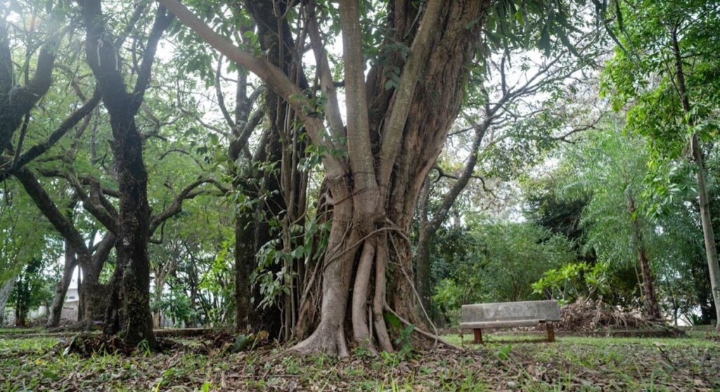 Aprenda a identificar a árvore do “abraço da morte” em Foz do Iguaçu