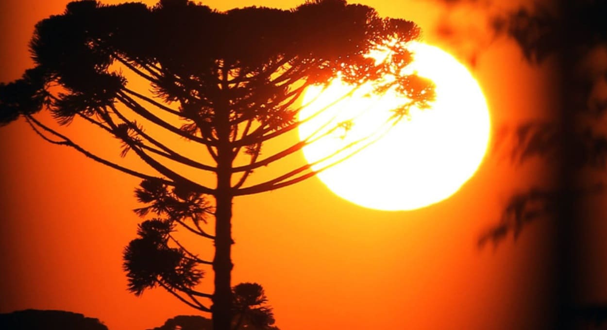 Dia Nacional da Araucária é recordado na Assembleia Legislativa