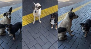 Foz sendo Foz: cliente é constrangida por alimentar cães na calçada de restaurante