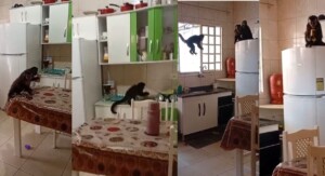 Cianorte: macacos-prego invadem residências em busca de comida