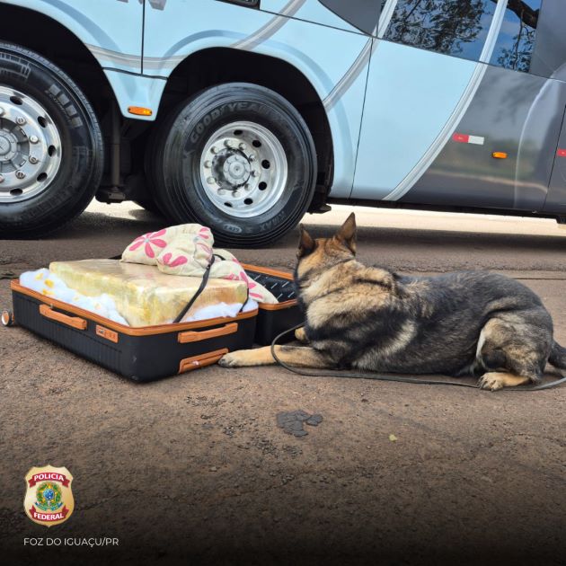 apreensão maconha ônibus