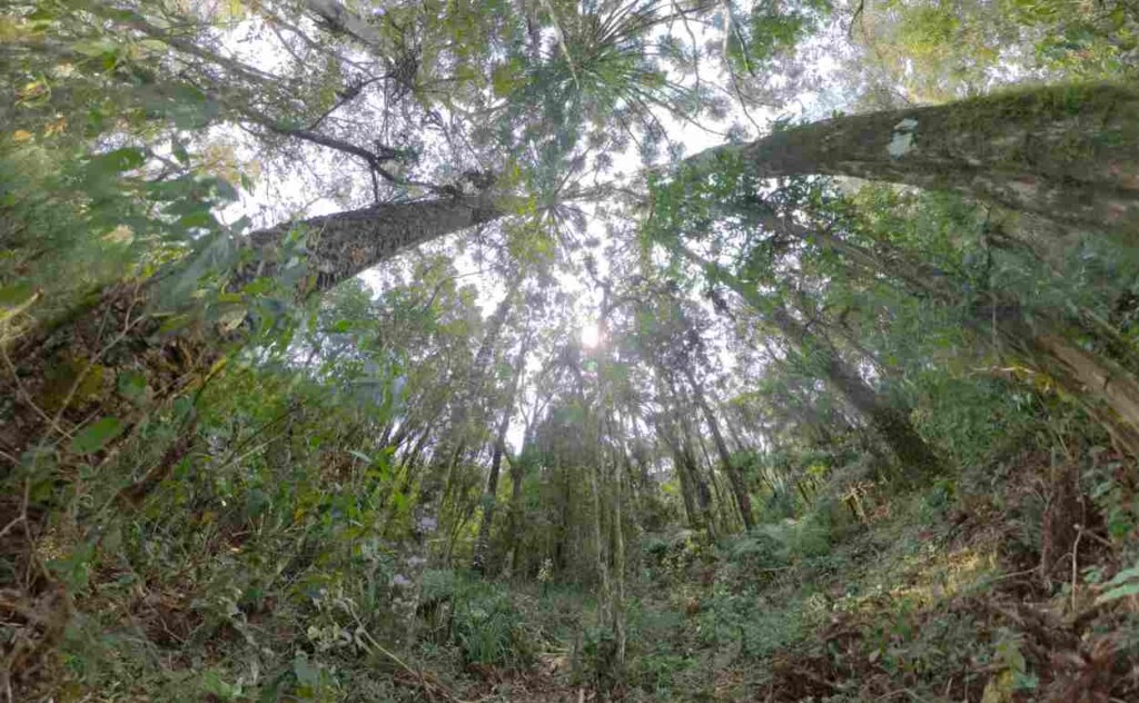 Peabiru, another step towards the tourist route in Foz do Iguaçu