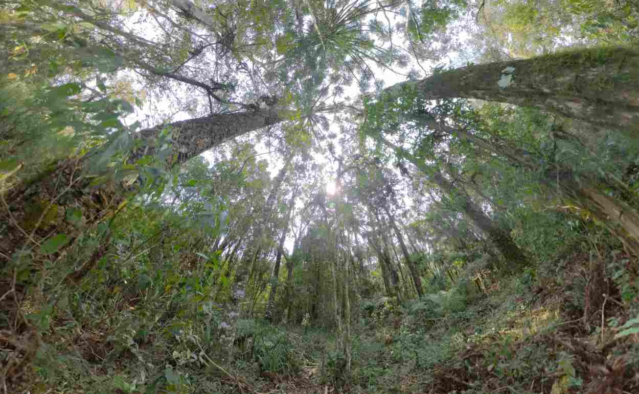 Peabiru, mais um passo para a rota turística em Foz do Iguaçu