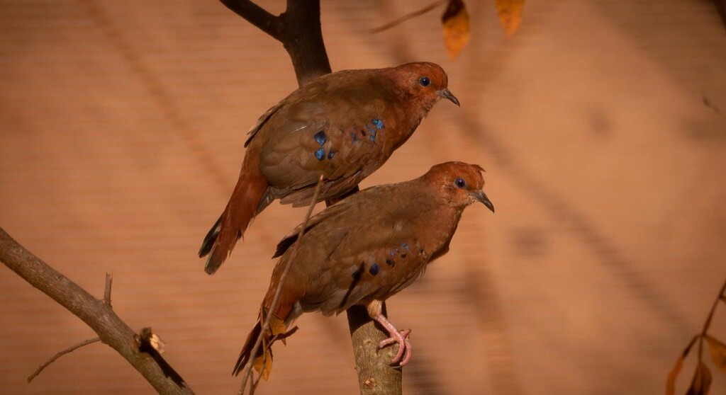 Parque das Aves recebe uma das aves mais ameaçadas do mundo