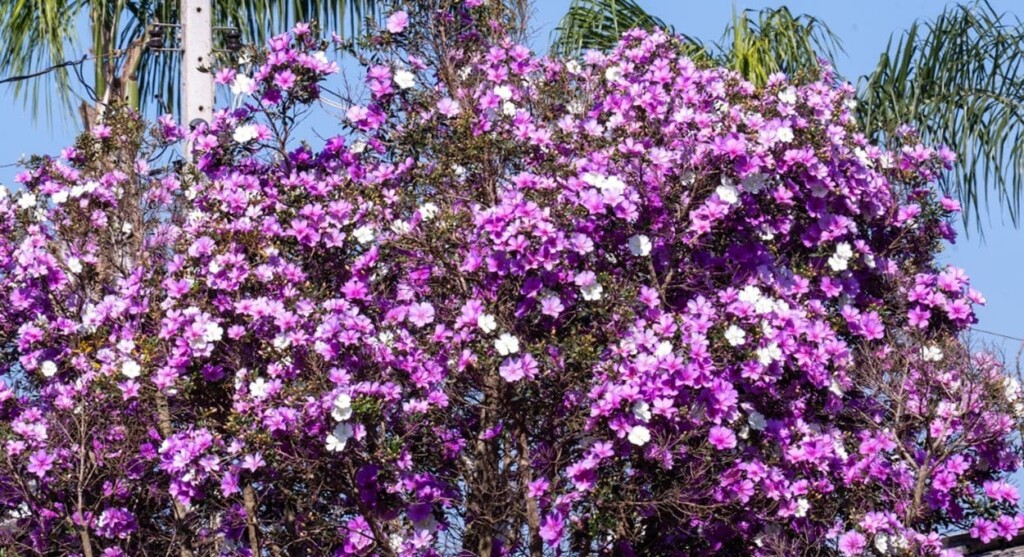 Admire as flores do manacá, planta nativa da Mata Atlântica
