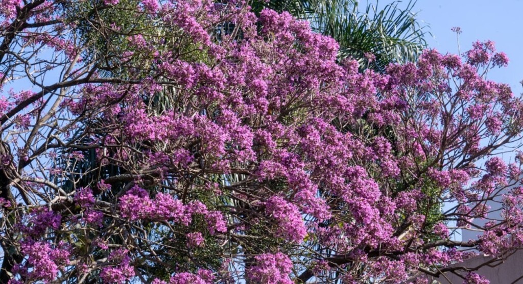 Veja um pé florido de ipê-rosa em pleno centro de Foz do Iguaçu