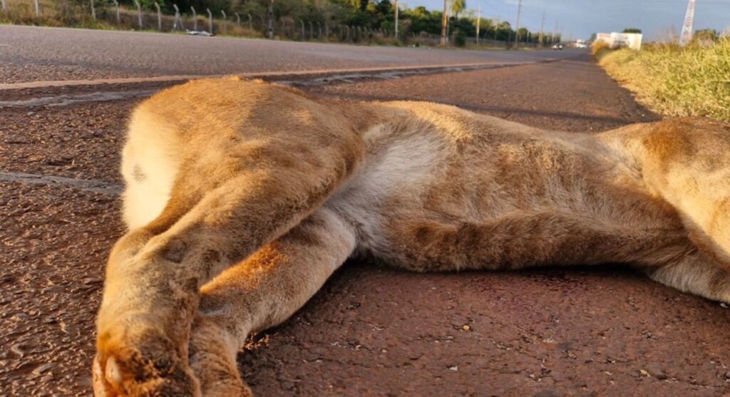 Onça morre atropelada em estrada no lado paraguaio da fronteira
