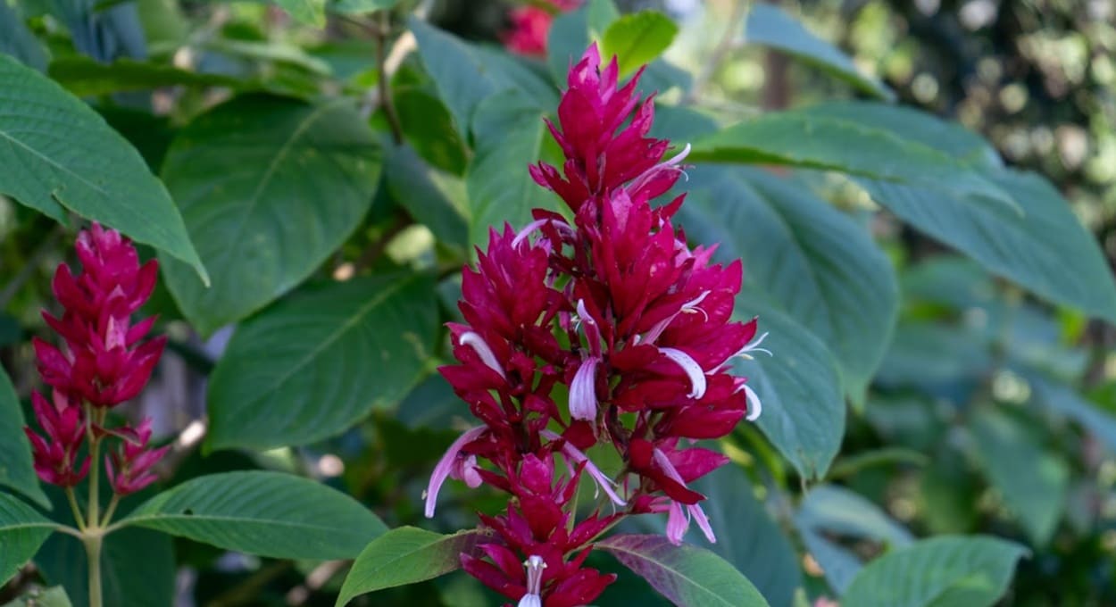 Planta com nome de bicho? Saiba mais sobre o camarão-vermelho