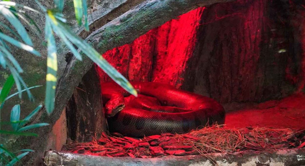 Parque das Aves realiza ação especial em alusão ao Dia Mundial da Cobra