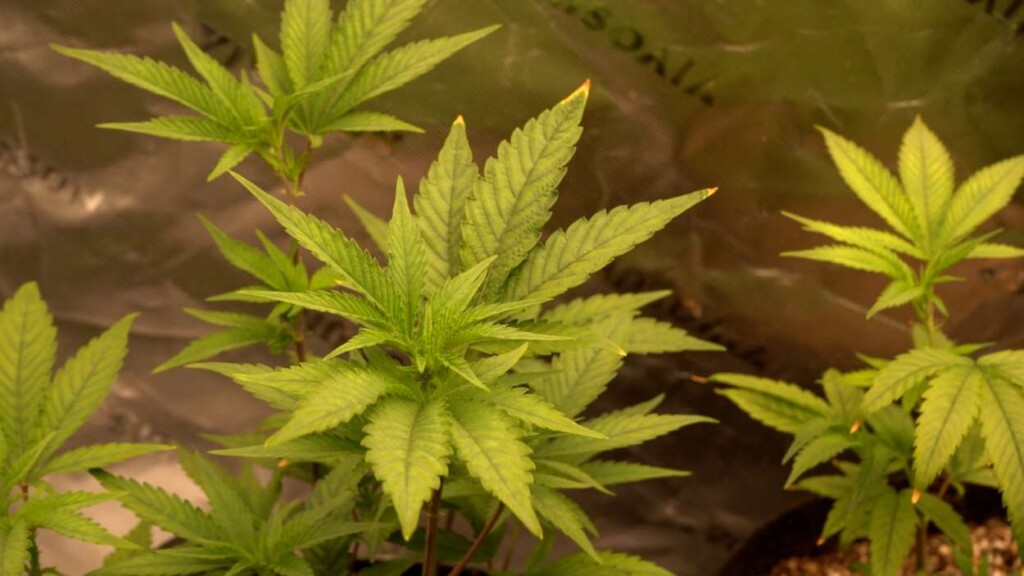 Associação cultiva cannabis e fornece óleo medicinal em Foz do Iguaçu
