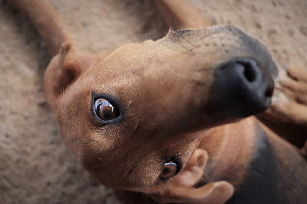 Causa animal entra em campo pela adoção de pets em Foz do Iguaçu