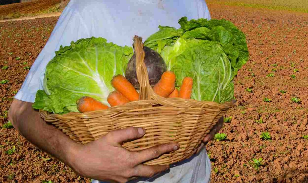 Paraná passa de 350 cidades em sistema de segurança alimentar