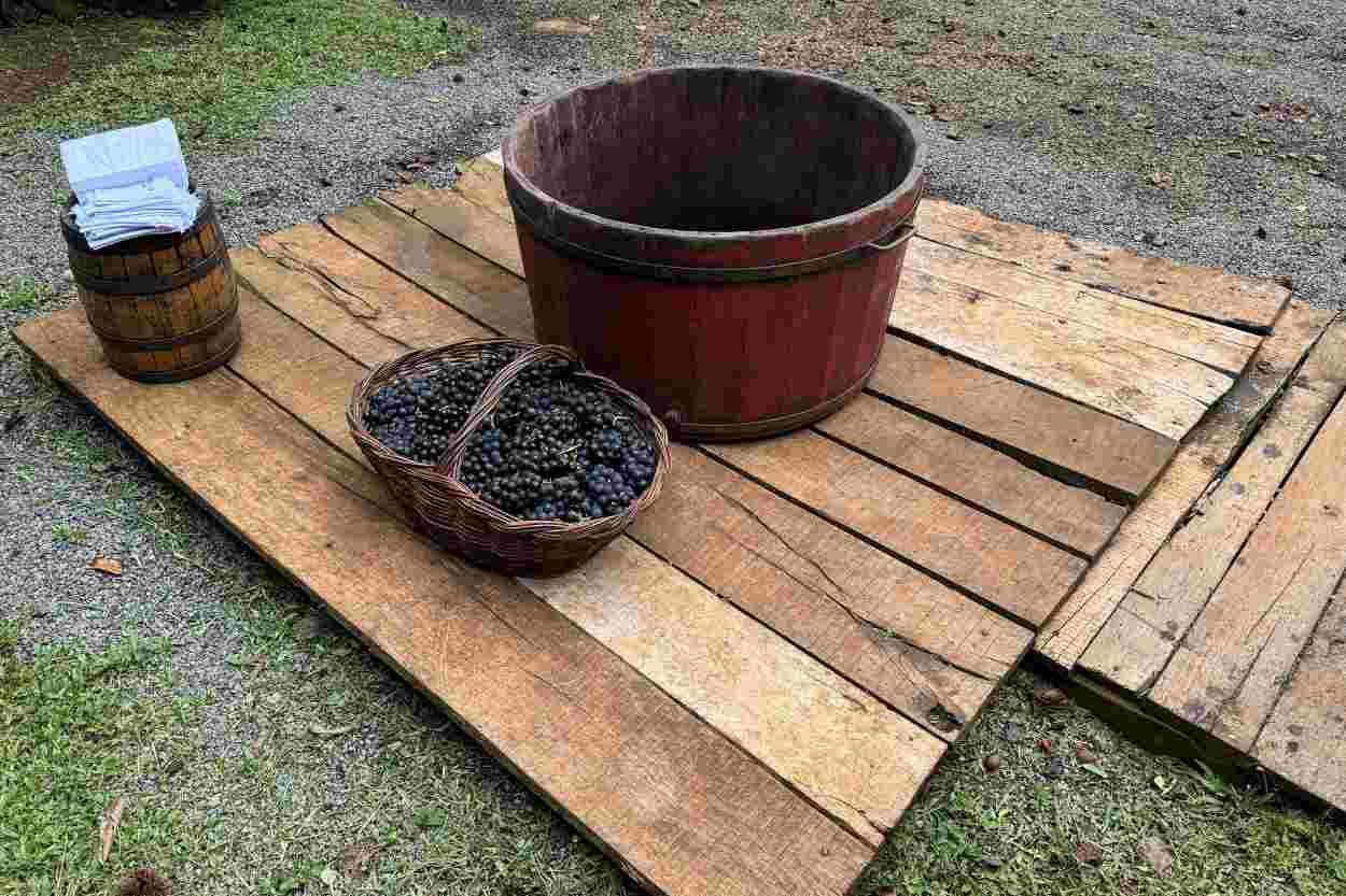 Rota turística do vinho no Paraná inclui cidade da região
