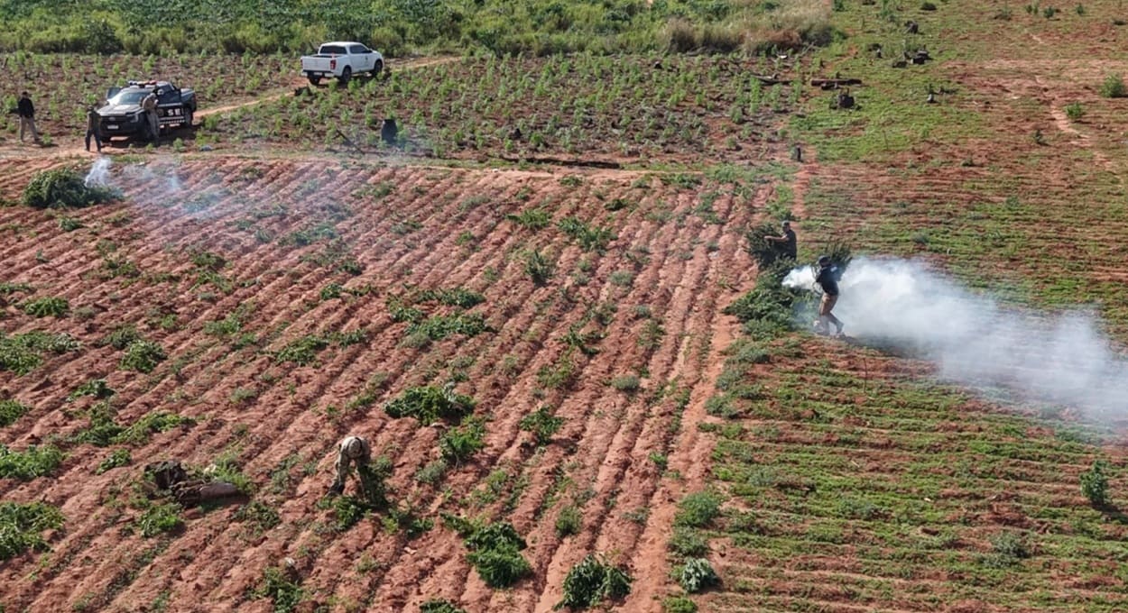 Autoridades descobrem plantação mecanizada de maconha no Paraguai