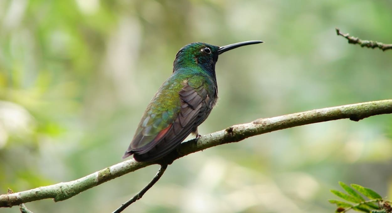 Fronteira receberá encontro internacional de observação de aves