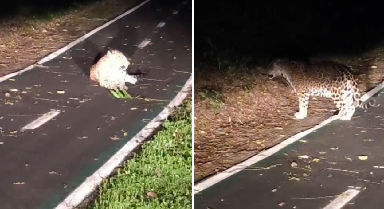 Motorista filma onça-pintada descansando na Ciclovia das Cataratas