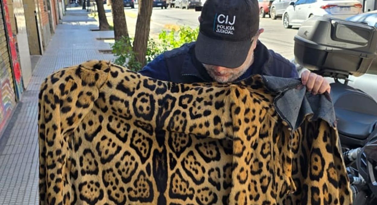 Argentina apreende casaco de pele de onça-pintada em Buenos Aires
