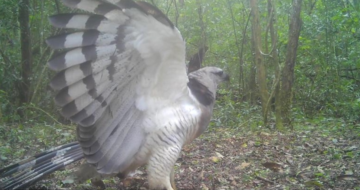 Ave rara, uiraçu é flagrado no Parque Nacional do Iguaçu