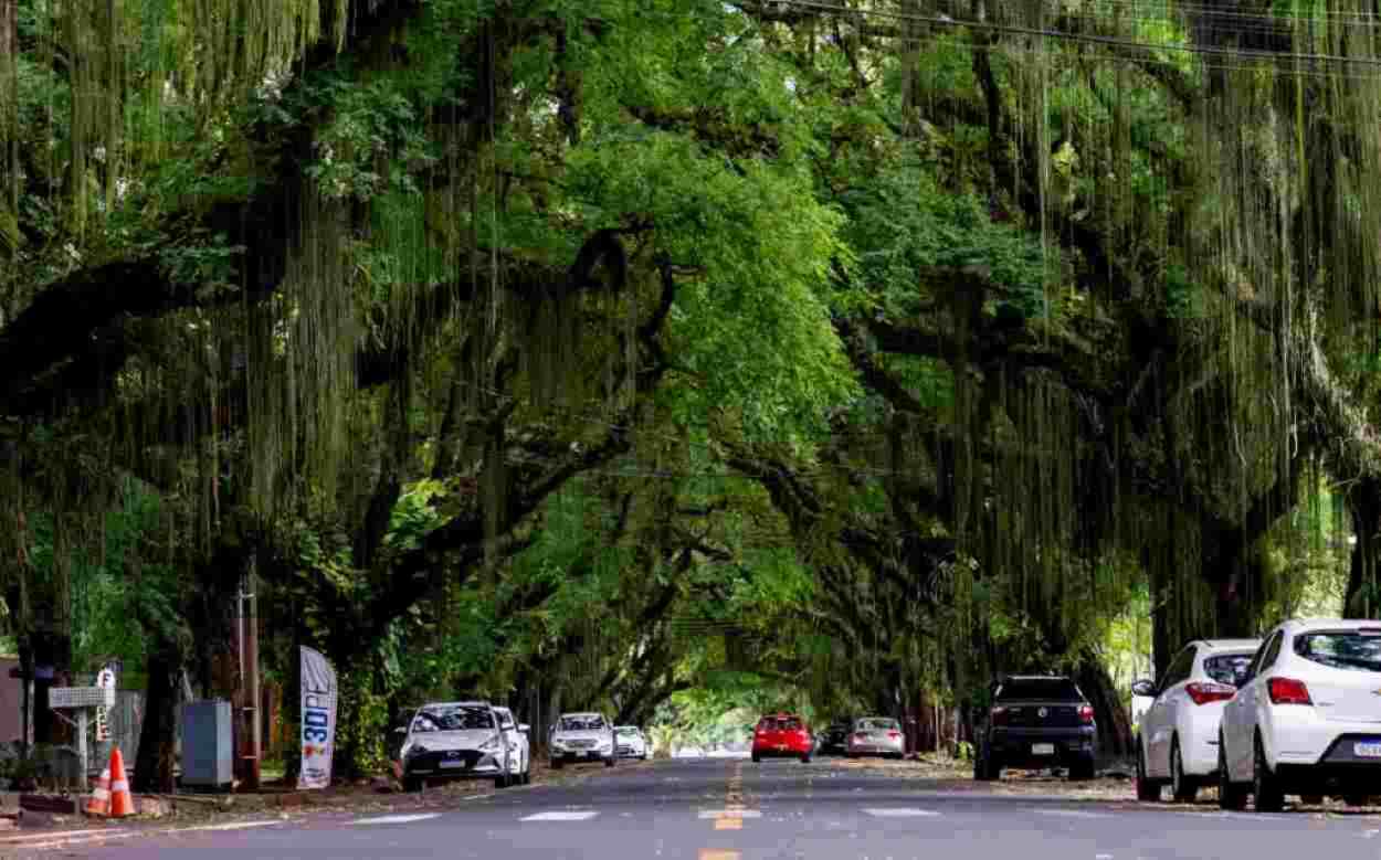 Avenida Pedro Basso: saiu o decreto que eleva a patrimônio a rua mais bonita