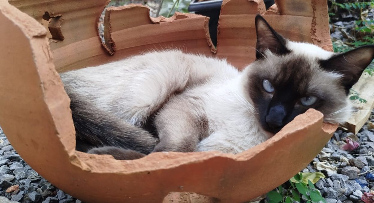 Lei de proteção aos animais vale quase nada