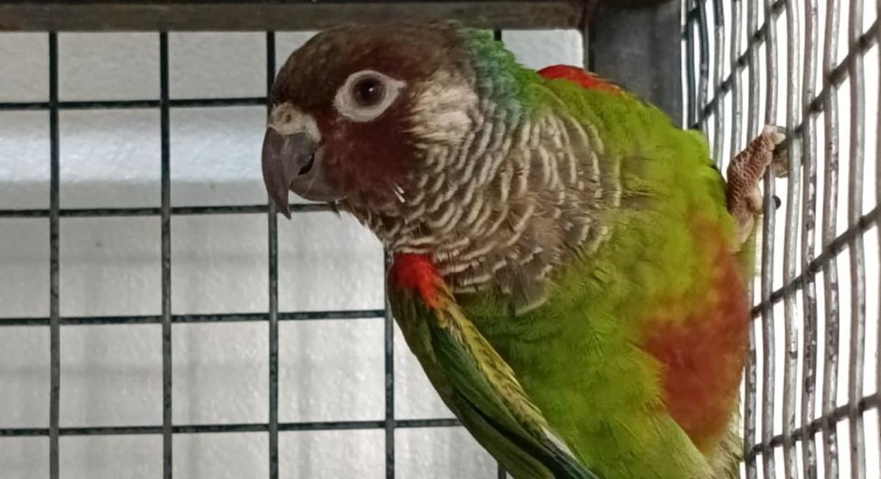 Pássaros resgatados no Nordeste ganham novo lar em Foz do Iguaçu