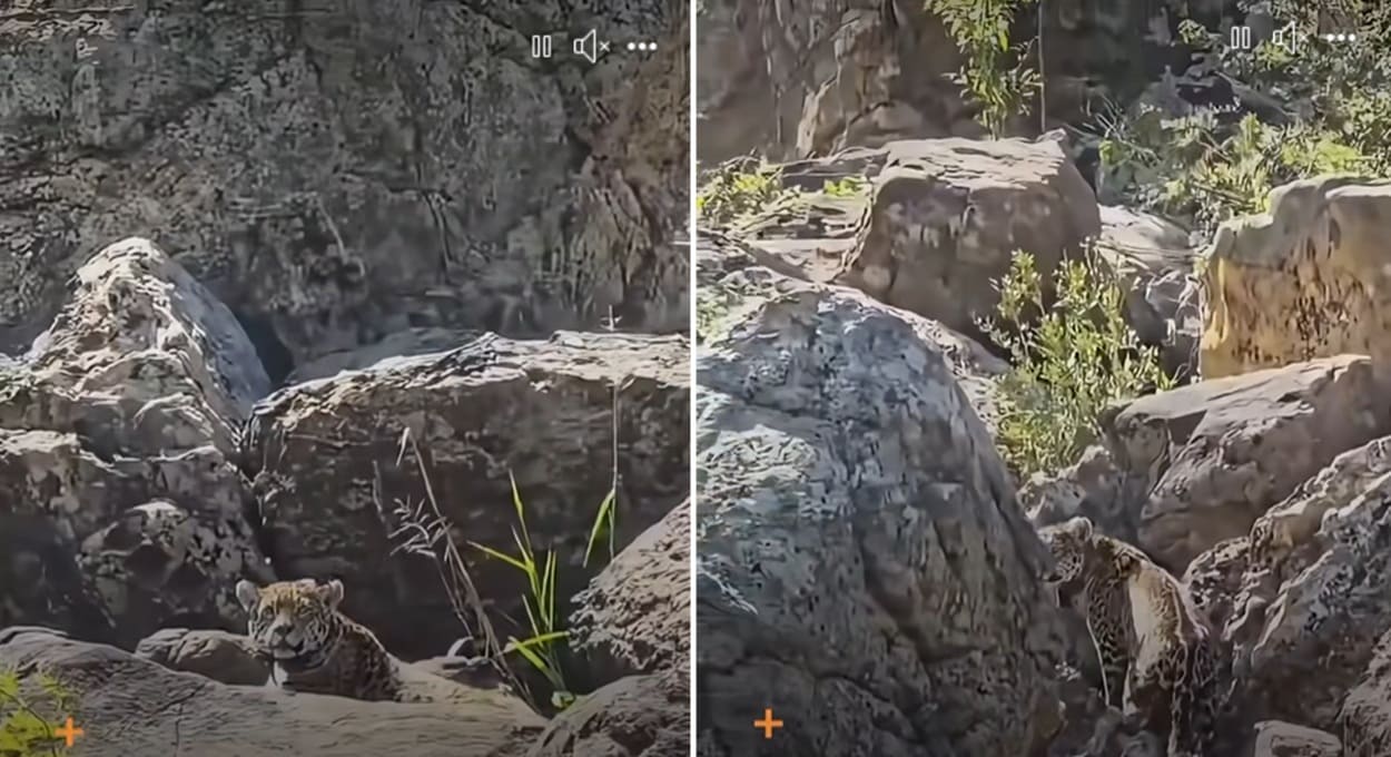 Vídeo: onça-pintada toma banho de sol perto das Cataratas do Iguaçu