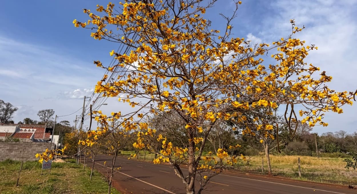 Confira o espetáculo das flores do ipê-amarelo em Foz do Iguaçu