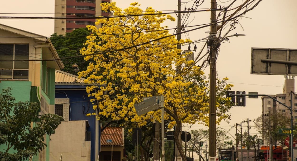 Fim de semana terá cara de primavera em Foz do Iguaçu — saiba a previsão