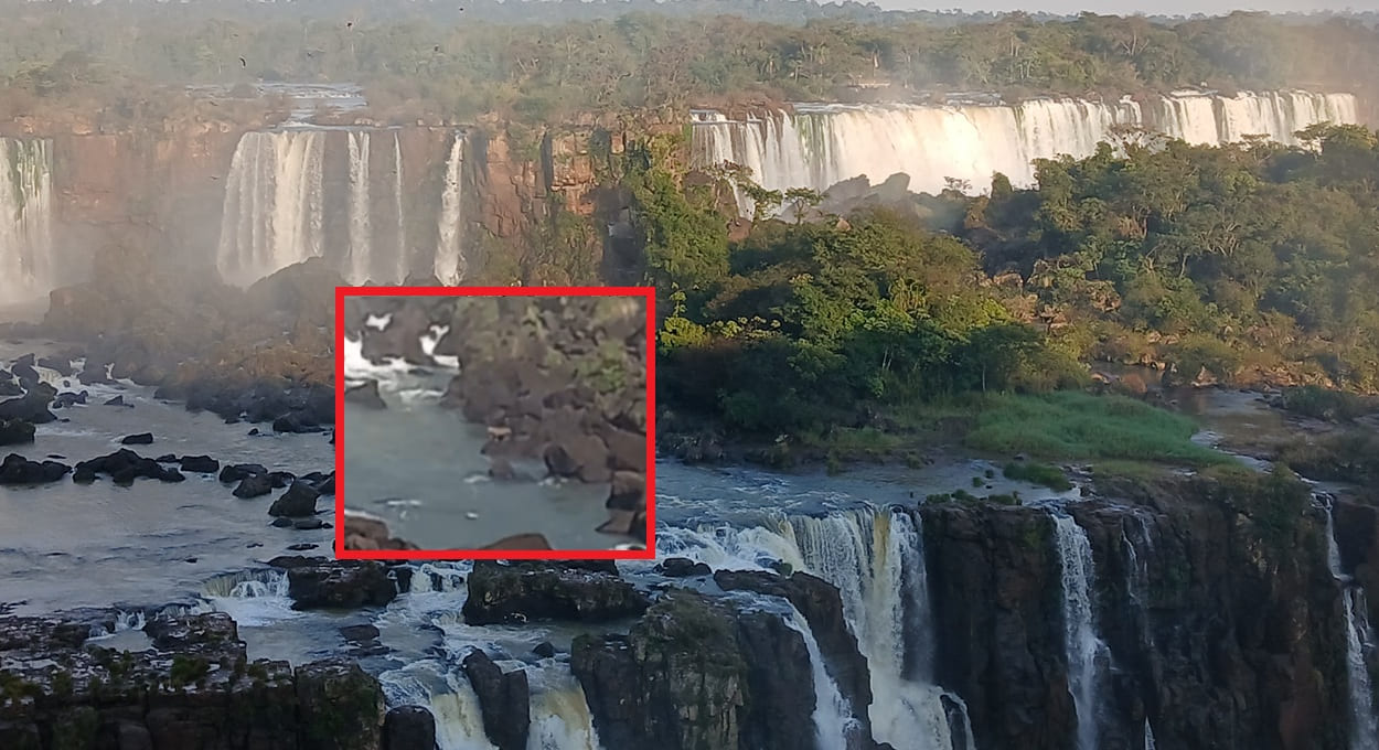 Vídeo mostra onça-pintada nadando nas Cataratas do Iguaçu — assista