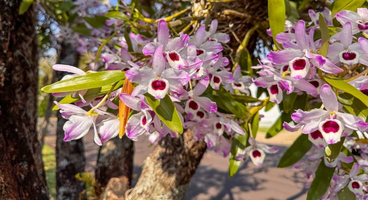 Admire a beleza das orquídeas nas avenidas de Foz do Iguaçu