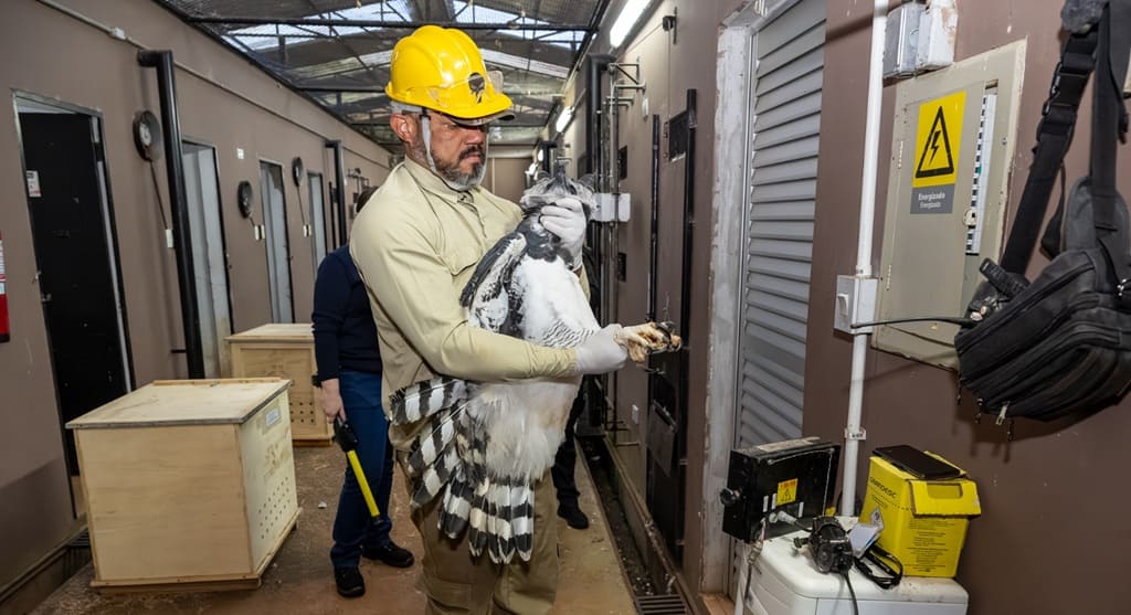 Aves passaram por um cuidadoso processo de manejo para a travessia.