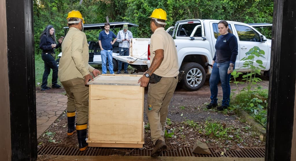 Equipes de Itaipu e de uma empresa contratada fizeram o transporte das aves.